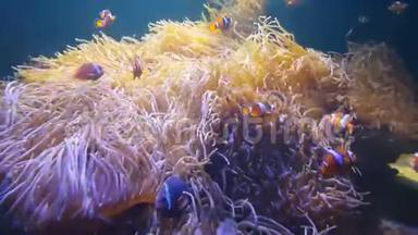 4K. <strong>尼莫小丑鱼</strong>在五颜六色的健康珊瑚礁上的海葵中游泳。 海葵<strong>尼莫</strong>群在水下游泳。